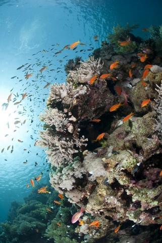 Colorful tropical reef scene buzzing with Lyretail anthias